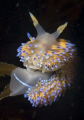   gas flame nudibranch Bonisa nakaza perched kelp frond False Bay Cape Town  
